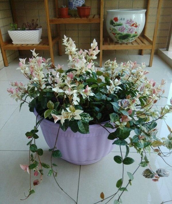 绿萝看腻了，不妨试试养这些花朵，越养越好，一样也爆盆