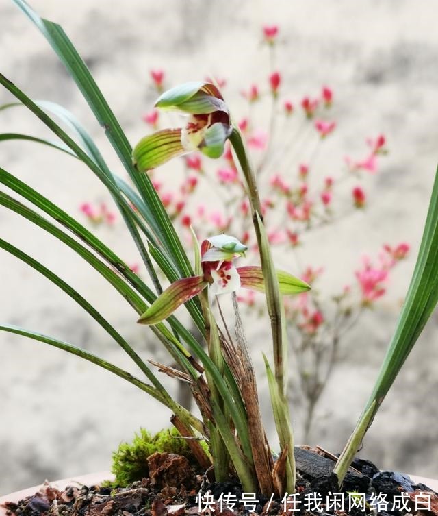 新栽的兰花什么时候浇水当时就浇和隔几天再浇,其实都不完全对