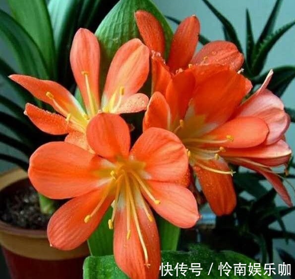 君子兰这样养，一年开花多次，掌握方法很重要！