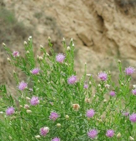 克星|它是风湿关节炎的克星,学名“顶羽菊”,农村很常见,遇到别错过