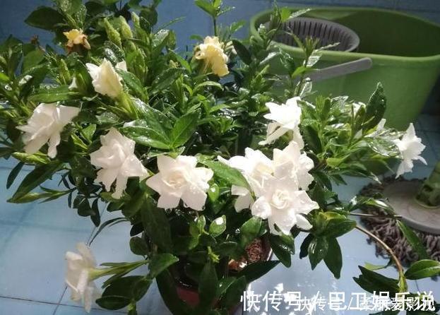 食醋|家养花草得会浇水:盆栽植物远离4种''索命水'',越长越旺盛