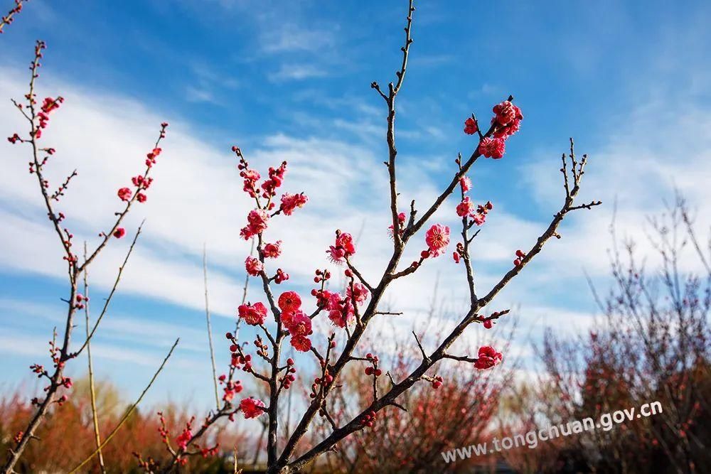 低薪|【春天里的铜川】初春的脚步——红梅花儿开