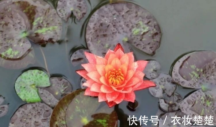 “四蒂睡莲”长什么样？一起来花博园看荷花、莲花群芳争艳