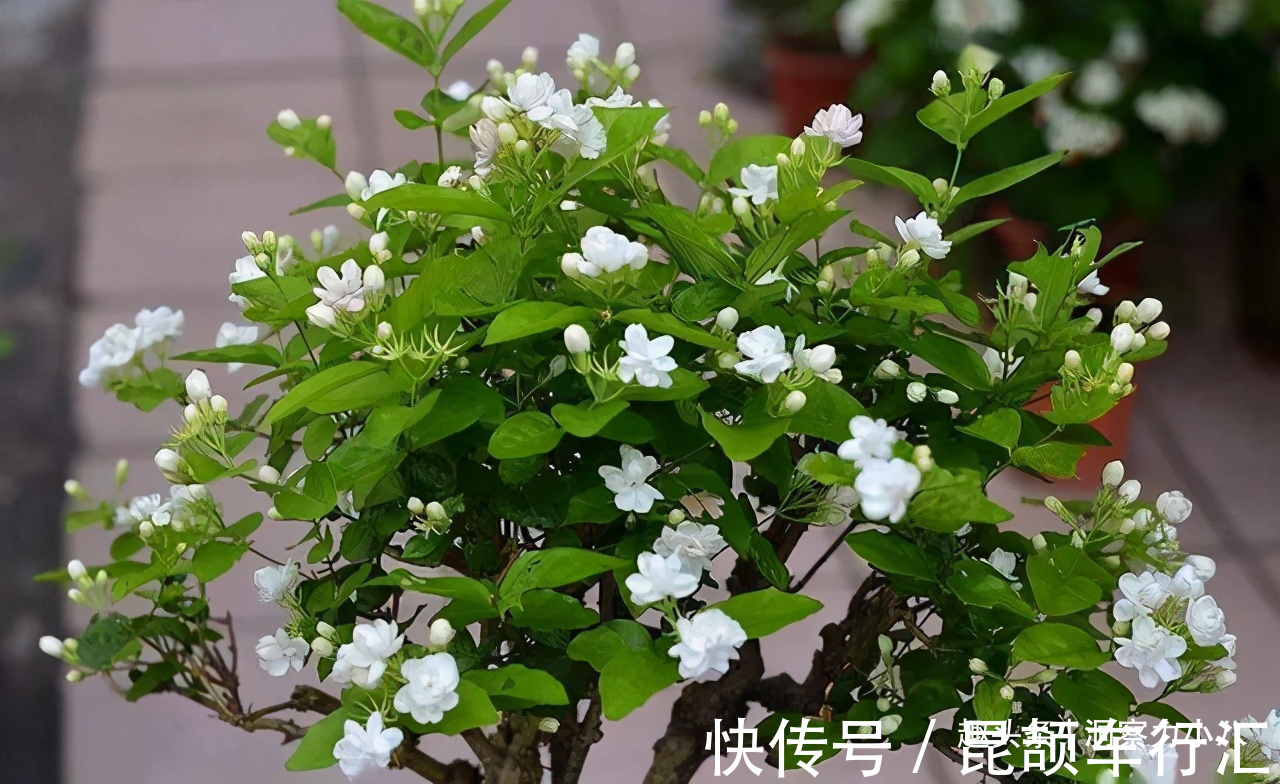 茉莉需润养，这“三位置”留点水，花苞咕噜冒，一次绽放上百朵