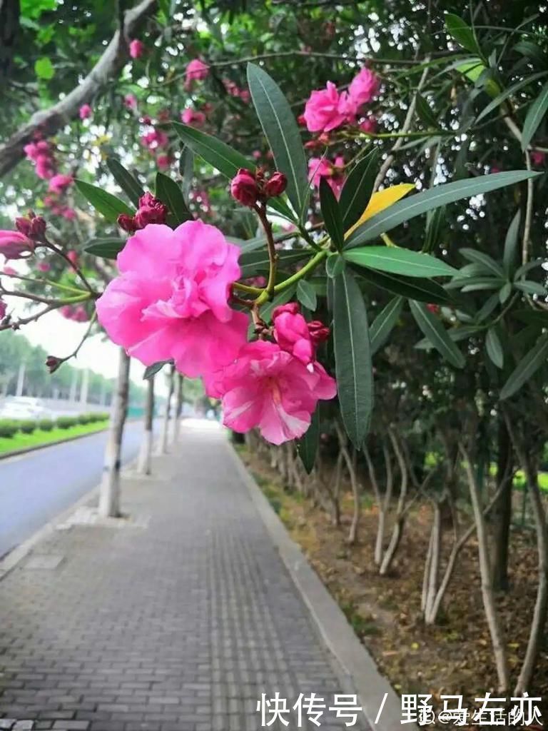 狗牙花|1种花剧毒之花,也是环保卫士,真是让人又爱又恨