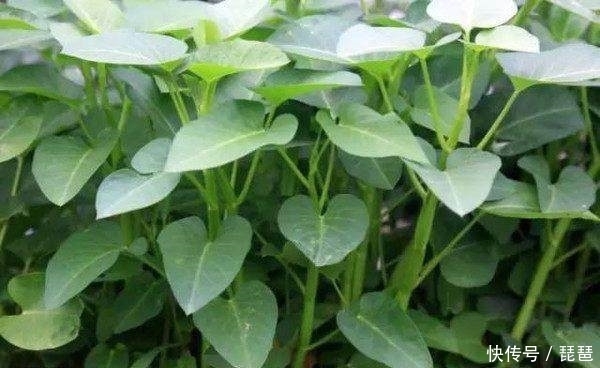 炒着吃脆嫩爽口,吃火锅经常放,可却是“毒中之王”!