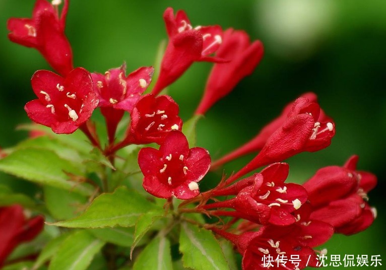 花色|此花花色绚丽,花朵犹如一簇缀满彩霞的锦带,寓意着人生绚烂多姿