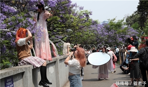 春城路蓝花楹吸引游人打卡观赏