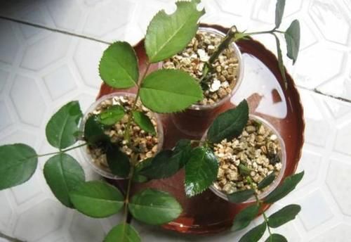 为什么扦插月季花总是黑杆？