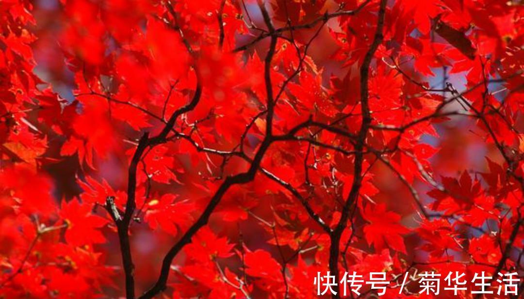 清明|杜牧最唯美的一首诗,通篇美得犹如一幅画,怎一个美字了得