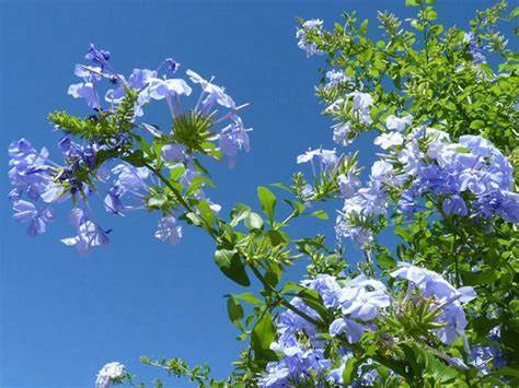 蓝雪花|阳台养花试试这几款，开花多，花期长，看上去清新又凉爽