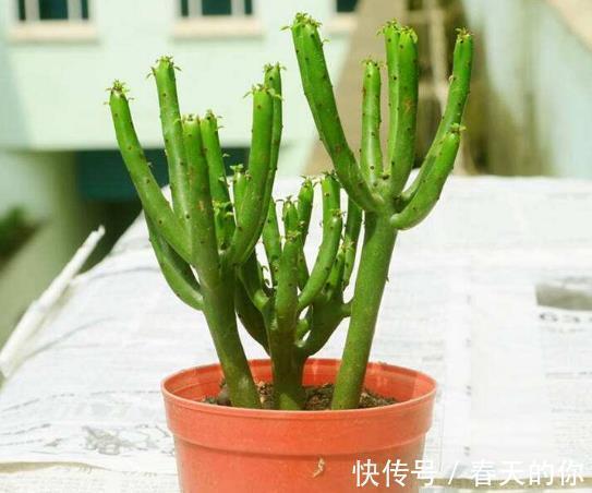 虎刺梅|带有“毒汁”的3种花,告诉亲戚不要养,放卧室也不好,要明白!