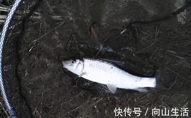 钓具越用越好，鱼却越钓越难，是钓友人傻钱多，还是鱼儿嘴刁？