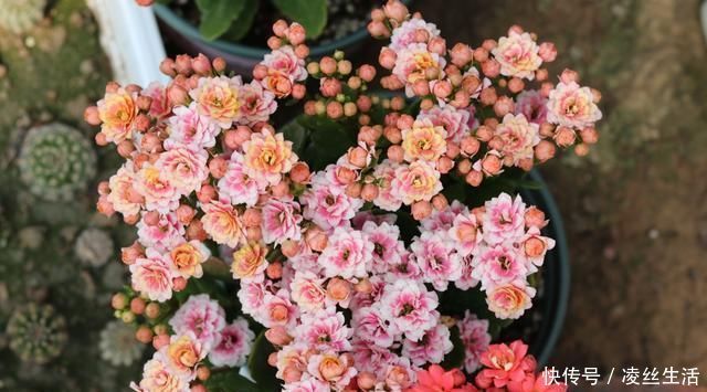 枝条|6种花不能长太高，长高就得剪，因为越矮开花越多，越矮越漂亮