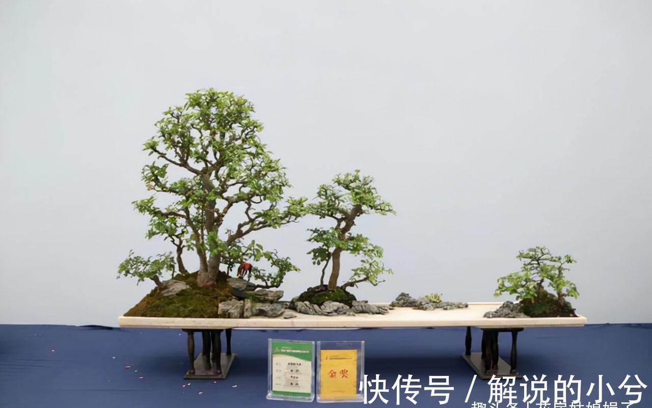 养花要先养根,根系弱植株也会生长不良,做好6点,养出强壮根系