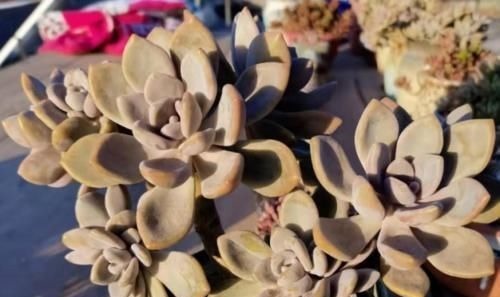 多肉冬美人特好养,掰一枝插小盆里胖乎乎很可爱,插大盆里则能轻松爆盆