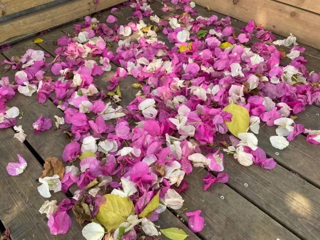 南宁的这棵三角梅成了“网红”，开出三种颜色的花