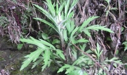 四处|农村的''野菜'',四处都能够见到,用它''炒腊肉''风味更佳