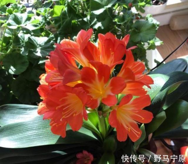 君子兰|君子兰养养烂根了原来是“浇错水”惹的祸，教你浇水诀窍