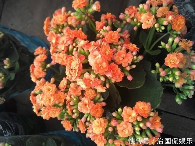 夏天|夏养长寿花,这几件事不要做,烂根黄叶都避免,还能长新叶