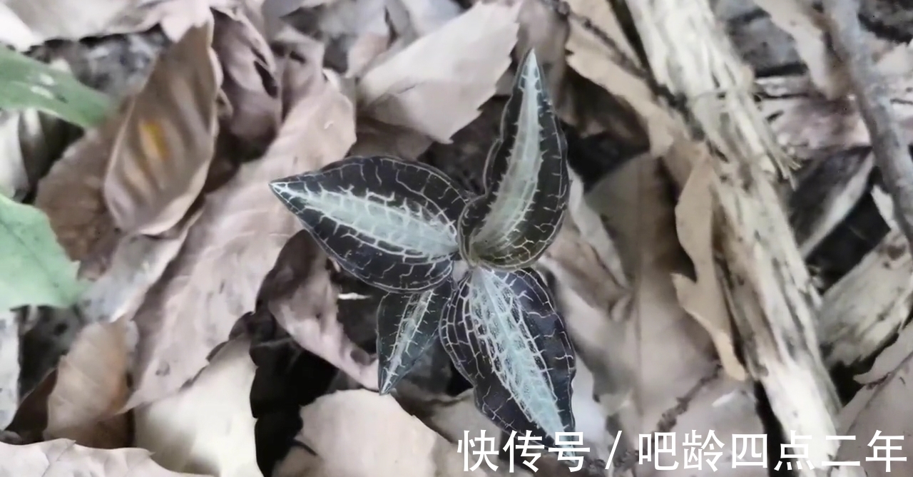 叶子上长着“金丝”的金线莲,是国家二级保护植物,看到请保护它