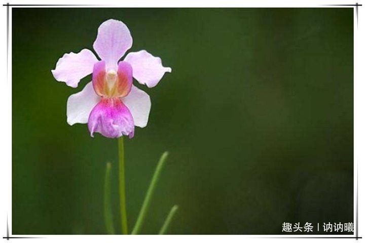 小知识|养5年兰花不开花咋整别着急,老花农教你1招,花开爆盆太简单