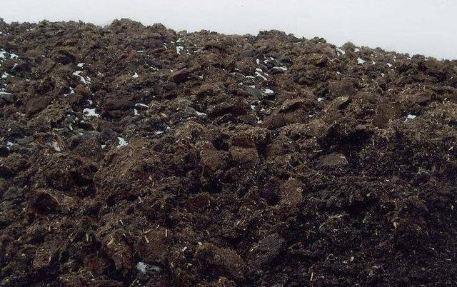 花草|养蟹爪兰,掌握4个小技巧,过年时绿叶间挂满“红花”