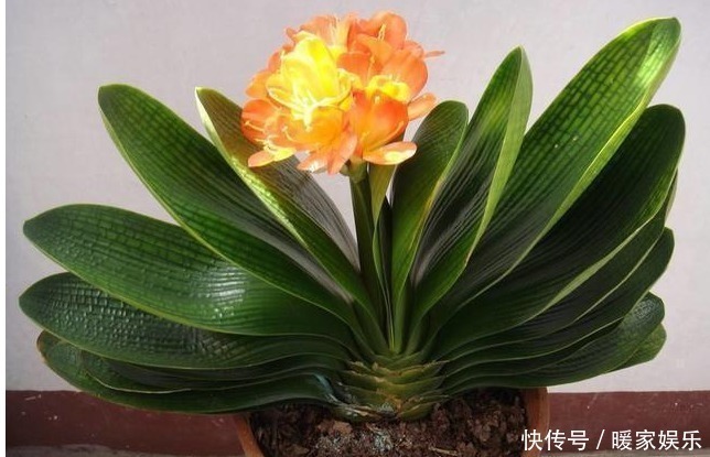 爆盆|白糖才是最好的“花肥”,再也不用买高价肥了,养啥啥爆盆!