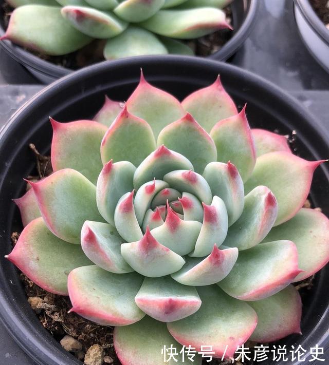 多肉换个名字,价格翻了3倍,2种人最容易吃大亏,学着机灵点