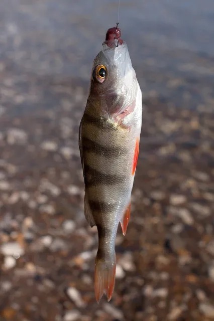 翘嘴|玉米钓鱼秘诀，再也不用看别人钓鱼表演，自己也能狂拉大鱼！