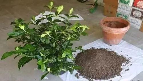 养花的土太结实倒进去“1种”液体,5分钟后,土壤疏松又透气