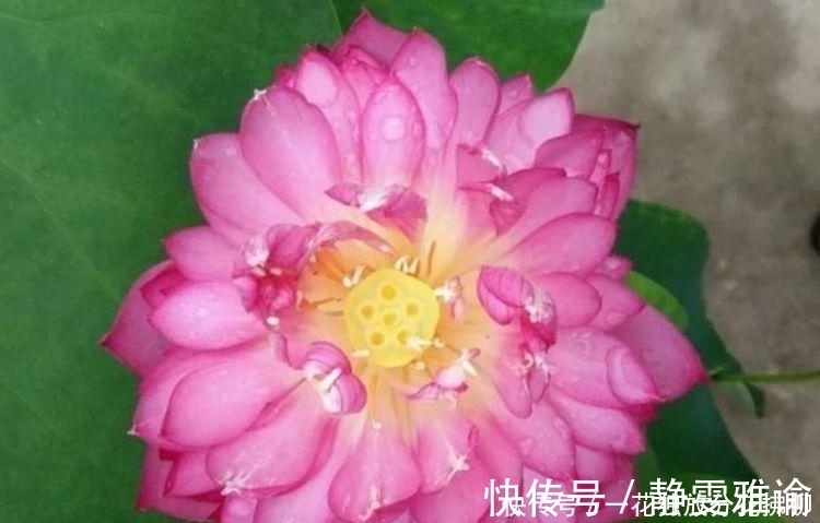 睡莲|4种花漂亮花,好养易活开花大,比绿萝美10倍