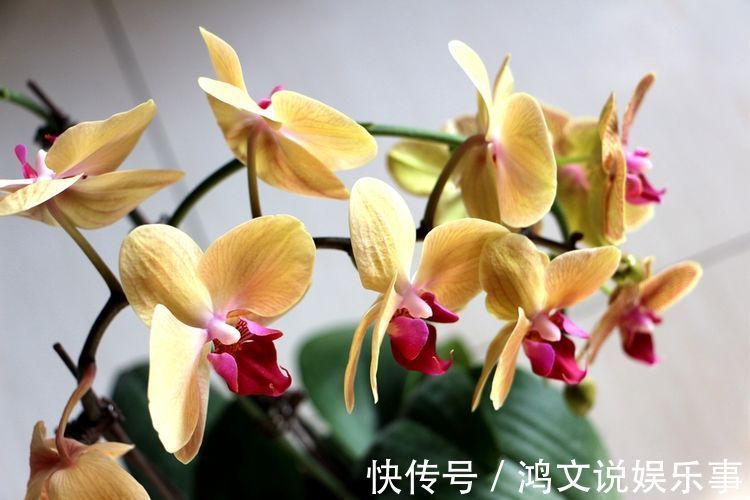 玫瑰|养这几款花，花开媲美玫瑰，开花勤爱爆盆，满屋子都是花香