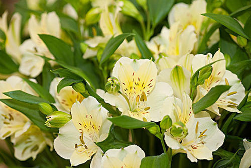 1种花，开花仙气十足，常被用作切花，是阳台盆栽新宠