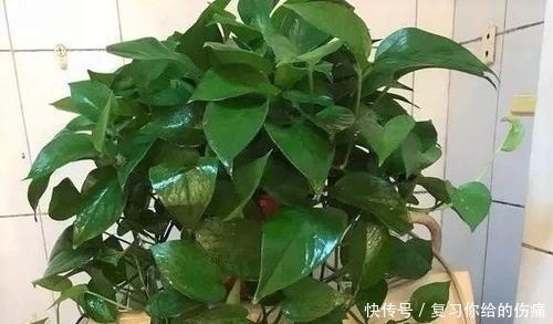 花期|什么淘米水、黄豆水，都不如1勺粉末，用来养花，花开爆盆！