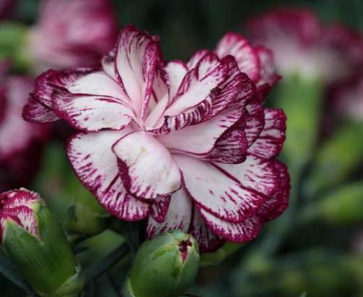 营养物质|养盆康乃馨,10天一口“花激素”,花大、颜色亮,美过“大牡丹