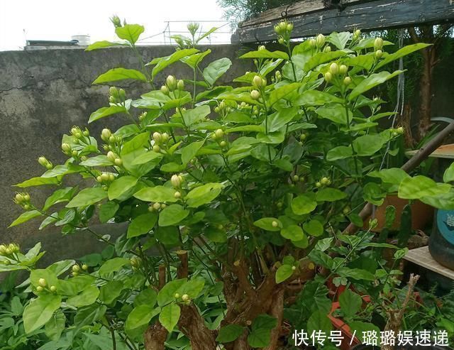 茉莉花开败后，这样剪，再施点“猛肥”，新芽不断冒，开花一茬茬