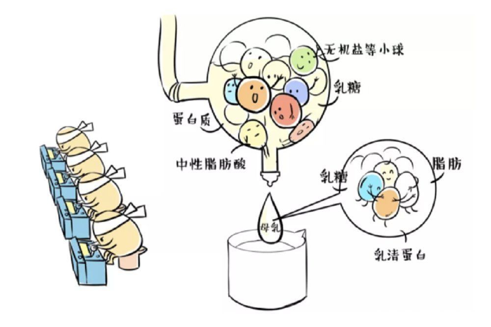 母乳|母乳的好处不止是省钱，知道它“从哪来”后，更舍不得喂奶粉了