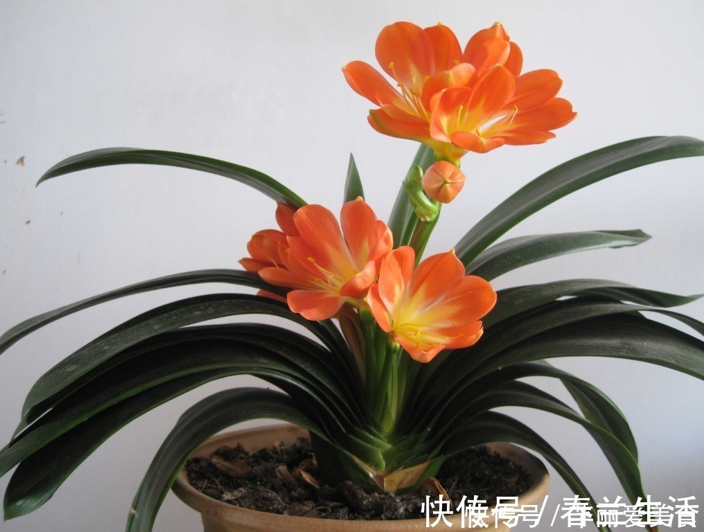 养殖|有这些“特征”的人不适合养花,一般养一盆死一盆