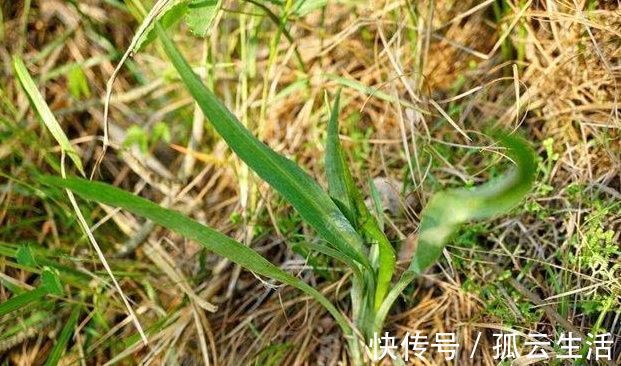 好吃|野菜一定要挖根，人称“兔儿奶”，根比叶子好吃