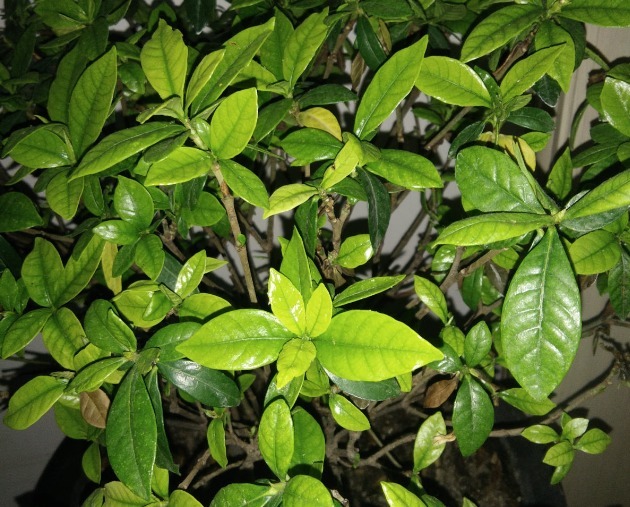 营养液|马上进入花期的花，10天一次肥，下个月就开花