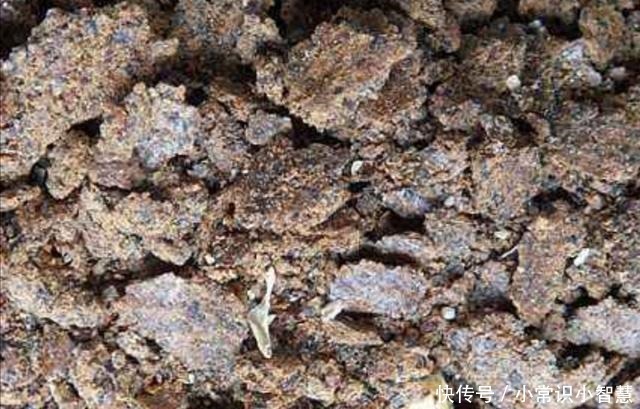 在家制作营养土,加上3种“废弃物”,松软透气、营养成分多!