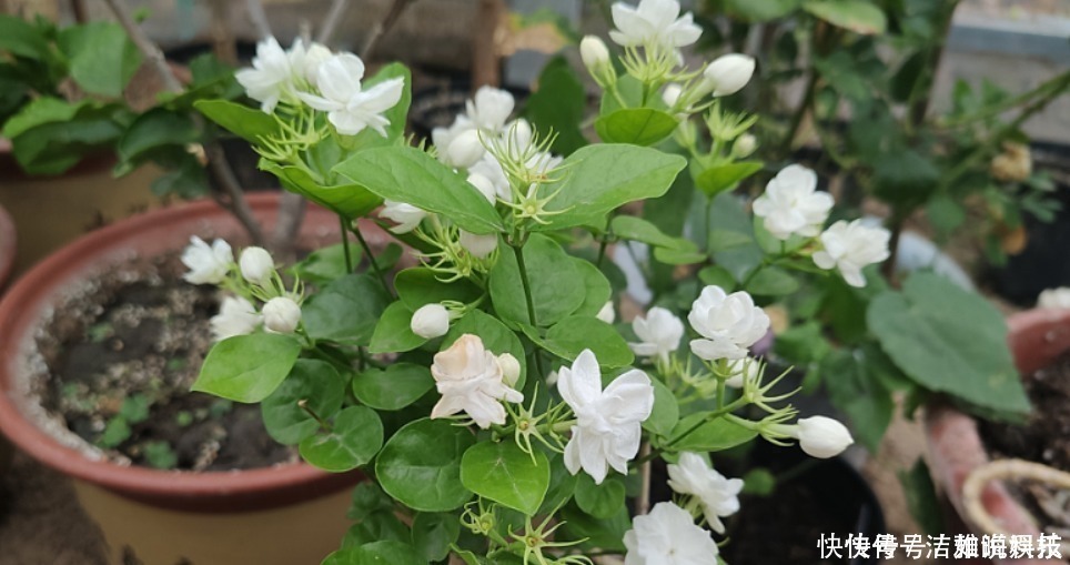 三角梅|5种花干养最好，植株健壮能开花，湿养会送命！