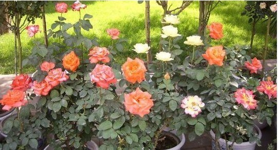 以下“神仙水”给月季喝一点,叶子绿油油、花苞挂满枝!