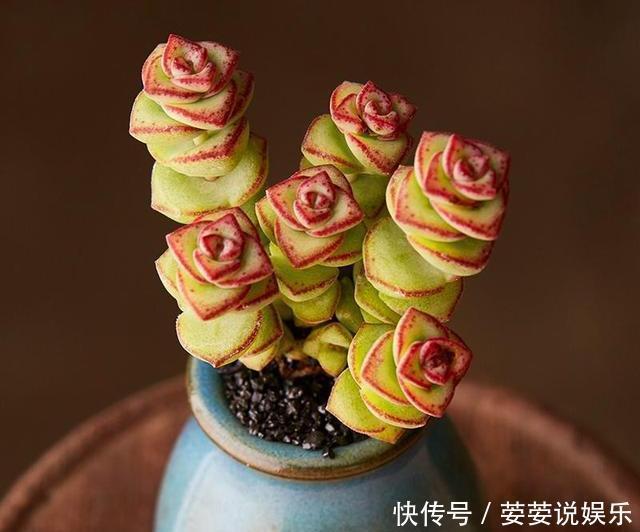 串串|多肉钱串底叶干,避开此“误区”,养出串串“小铜钱”,美美哒