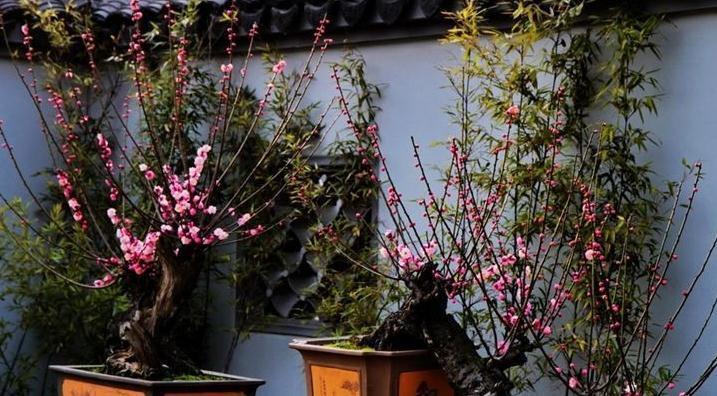 牡丹|十大名花中排名前6的花,家里养1盆,大气,上档次,你喜欢吗