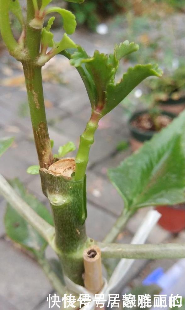 长寿花“嫁给”玉树不死鸟?注意3点,嫁的好,开花旺