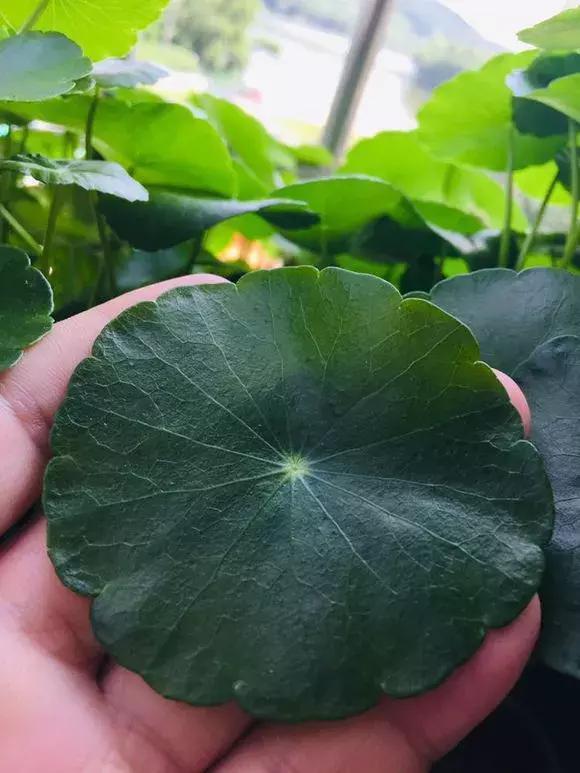 花友们|铜钱草叶子发黄稀疏,1个小技巧,叶子巴掌大,花盆装不下!