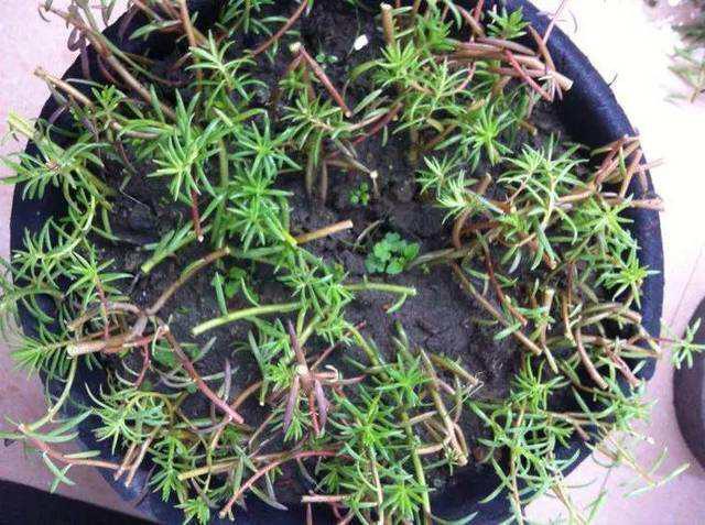 1种花“了不起”,插土里就活,7天就开花,1月就爆盆,比牡丹美