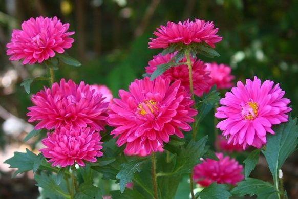 光照|9月4日-9月19日,庭院选这几款花,形态优雅精致,漂亮好养!